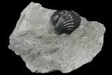 Enrolled Eldredgeops Trilobite Fossil - New York #173063-2